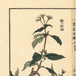 Kitsune no botan or Ranunculus silerifolius