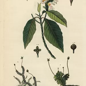 Leafy liverworts and Malabar nut