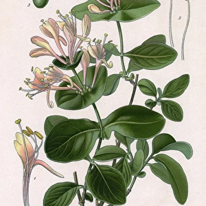 Lonicera Caprifolium