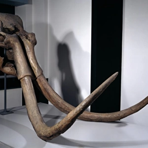 Mammuthus trogontherii, steppe mammoth