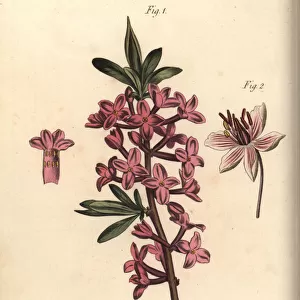 Mezereon, Daphne mezereum, and flowering rush