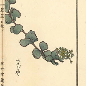 Misebaya or showy stonecrop, Hylotelephium sieboldii