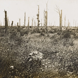 Nature recovers 1917