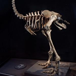 Pachyornis elephantopus, heavy-footed moa