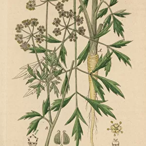 Parsley, Petroselinum sativum