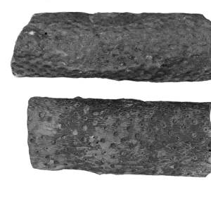 Two pieces of Carboniferous sandstone from Ballycastle
