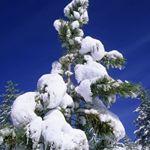 Pine Tree - crown after a snowfall