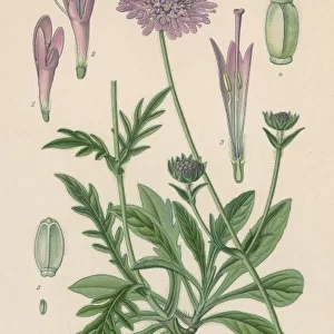 Plants / Scabiosa Arvensis
