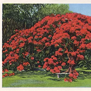 Poinciana tree in bloom, Hawaii, USA