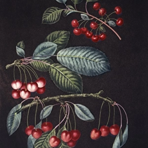 Prunus sp. cherry