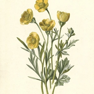 Ranunculus Bulbosus