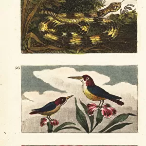Rattlesnake, hummingbirds and fireflies