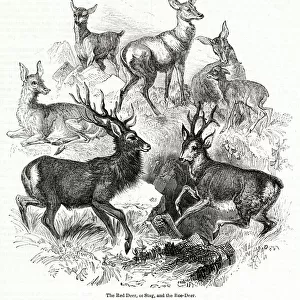 Red Deer (or Stag) and Roe Deer