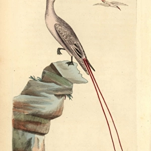 Red-tailed tropicbird, Phaeton rubricauda