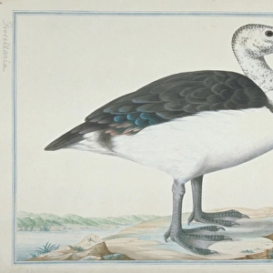 Sarkidiornis melanotus, comb duck