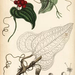 Sarsaparilla, Smilax aristolochiifolia