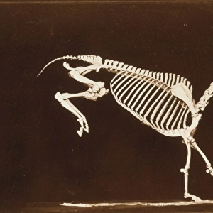 Skeleton of horse. Leaping. Contact with the ground