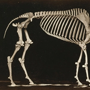 Skeleton of horse. Standing