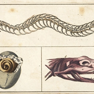 Snake skeleton, skull and young snake in egg