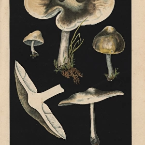St Georges mushroom, Calocybe gambosa, Agaricus gambosus