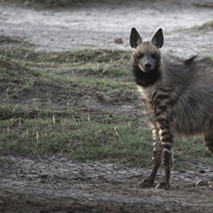 Stiped Hyena - with mating season coat