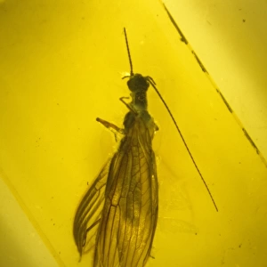 Stonefly in amber