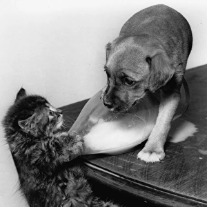 Tabby kitten and puppy on a table