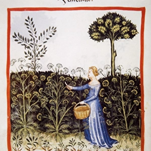 Tacuinum Sanitatis. Late 14th century. Peasant picking fenne