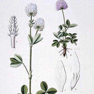 Trifolium montanum, mountain clover