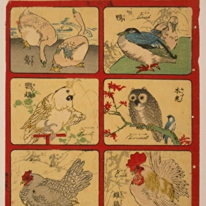 Various types of birds