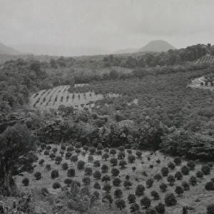 View of hills and tree plantations, Dominica, West Indies