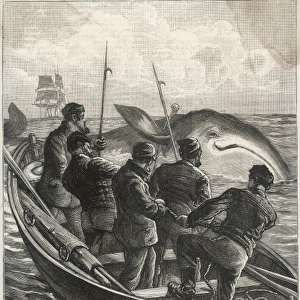 Whaling from Small Boat