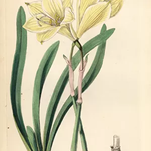Zephyr lily, Zephyranthes concolor