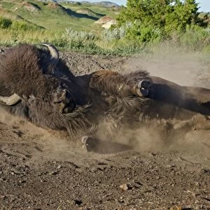 American Bison - bull wallowing during summer mating season - North American Great Plains - Theodore Roosevlet National Park - North Dakota - USA (while all bison use dust baths to control irritating insects (biting flies, ticks, etc)