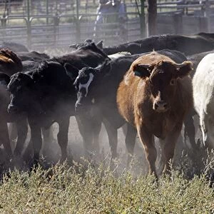 Angus / Charolais Cattle. Ponderosa Ranch - Seneca - Oregon - USA