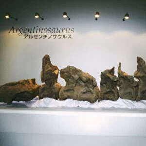Argentinosaurus Dinosaur - vertebrae skeleton, Sauropod Dinosaur South America, Argentina