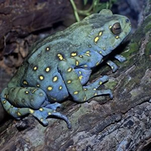 Asian Yellow-Spotted Climbing Toad - Borneo