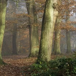 Beech wood - in morning mist. Southborough Woods, Kent. December