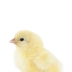 BIRD, one day old chick, , on white background, studio