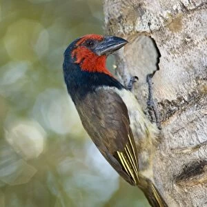 Black-collared Barbet attending nest in nesting box made from sisal stem. Sings synchronised duets. Frugivorous, also taking insects. Inhabits woodland, riparian and coastal dune forests