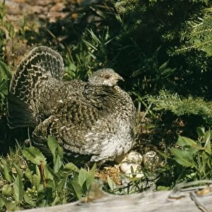Blue Grouse Female at nest with eggs