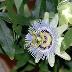 Blue Passion Flower / Blue Crown Passion Flower / Common Passion Flower. Native to South and Central America to southern USA; cultivated worldwide. Fruit eaten fresh or in drinks. Seed dispersal by birds and mammals that eat fruit