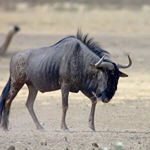 Blue Wildebeest / Brindled Gnu / Common Wildebeest / White-bearded Wildebeest - Bull displaying territorial behaviour. Prefers open savannah woodland and grassland. Northern areas of southern Africa, Namibia, Angola and Zambia