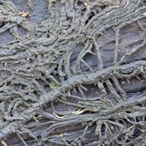 Bootlaces of Honey Fungus