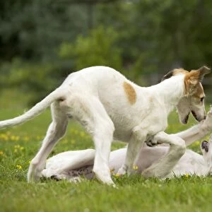 Borzoi / Russian Wolfhound - puppies playing