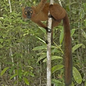 Brown and Black crossed Lemur - In tree Madagascar