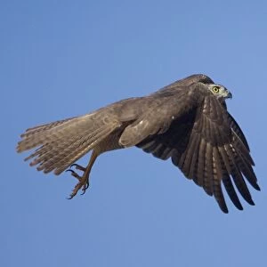 Brown Goshawk - in flight - near Ti Tree - Northern Territory - Australia