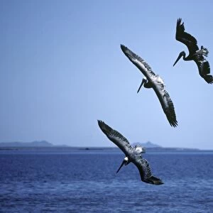 Brown Pelican - diving over a school of fish. Sea of Cortez (Gulf of California), Mexico