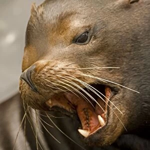 California Sea Lion - Oregon - USA - Coastal sea lion of western North America - Intelligent and easily trained - Used by US Navy for certain military operations - Mainly found around the coast of California but also found up north to British