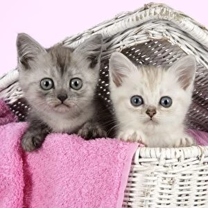 Cat. Asian. Black smoke and Chocolate classic tabby kittens (8 weeks) in wicker laundry basket